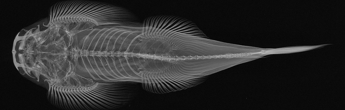 X-Ray Vision: Fish Inside Out - Build it Yourself
